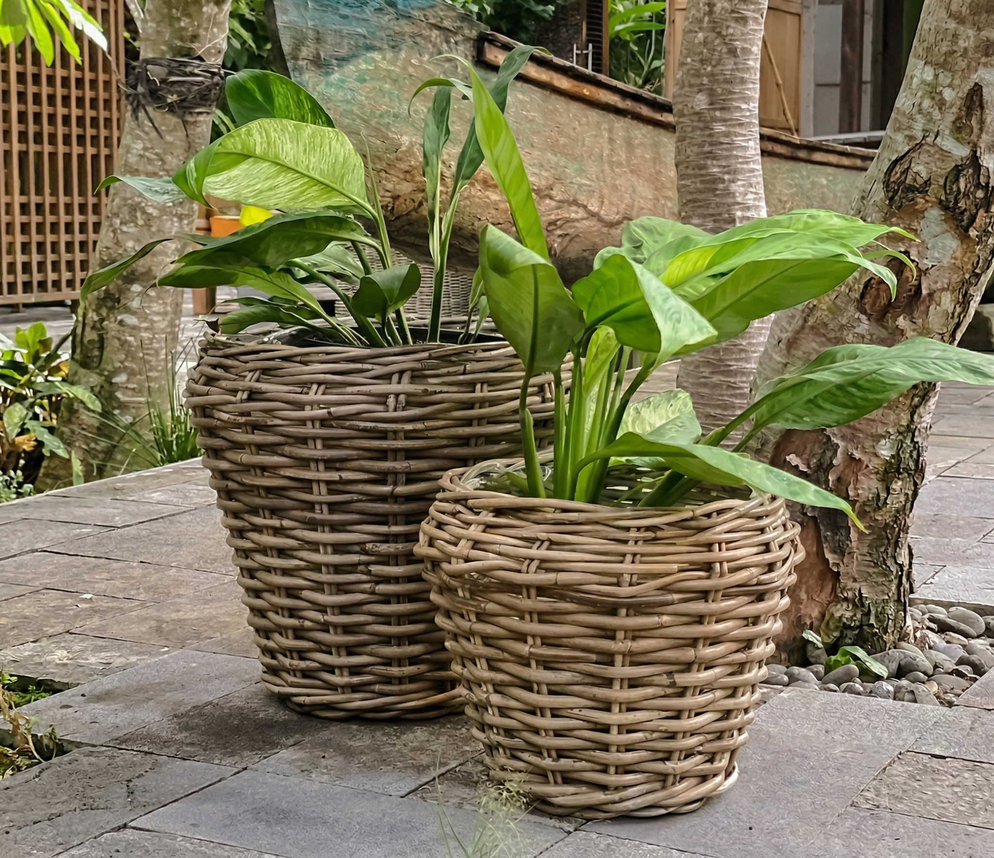 סט עציצים ראטן טבעי דגם אלכס