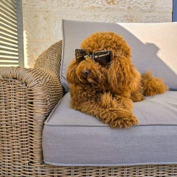 חידושים ריהוט גן